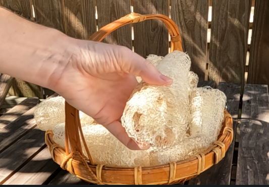 How to Grow Your Own Loofa!